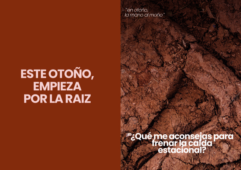 Campaña de otoño «Este otoño, empieza por la raíz» sobre cuidado capilar